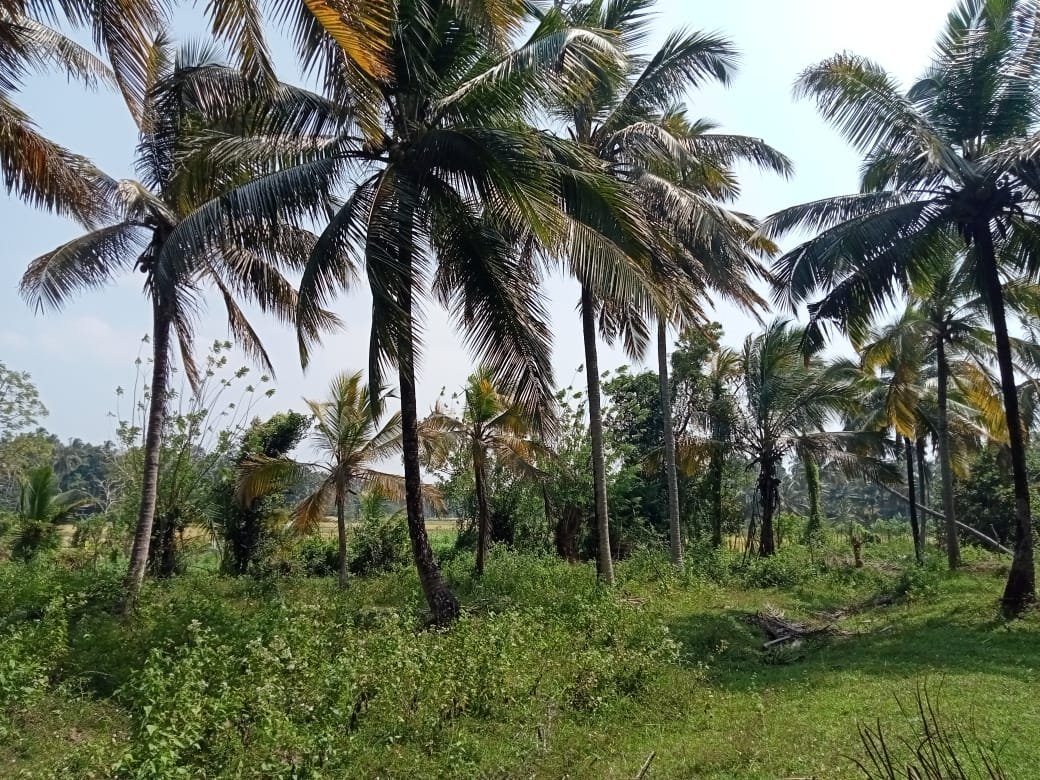 COCONUT LANDS FOR SALE KURUNEGALA RANAWANA
