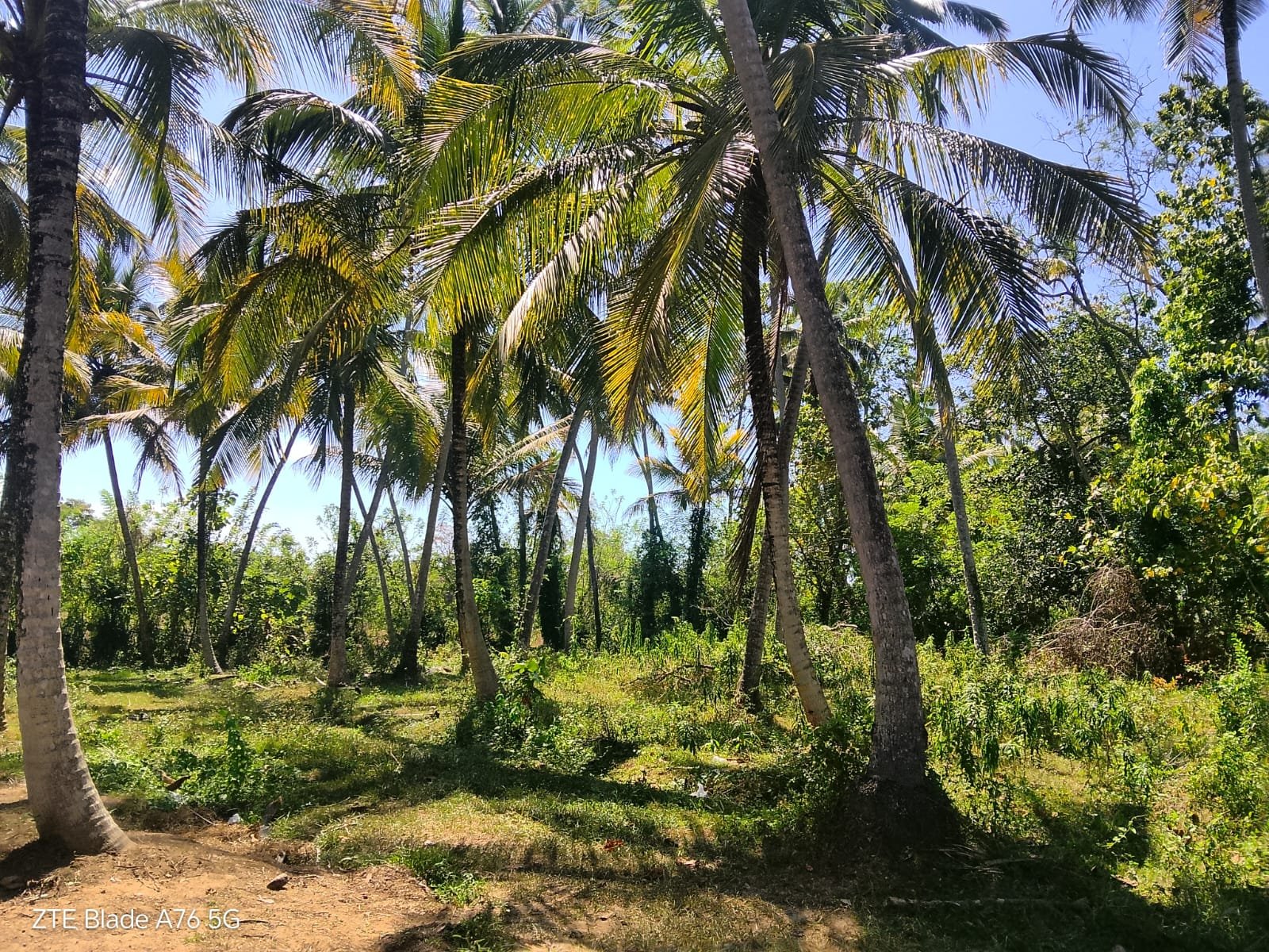 වාරියපොල කලුගමුව පාරට ආසන්නයේ ඊතණවත්ත පර්චස් 98 විකිණිමට 